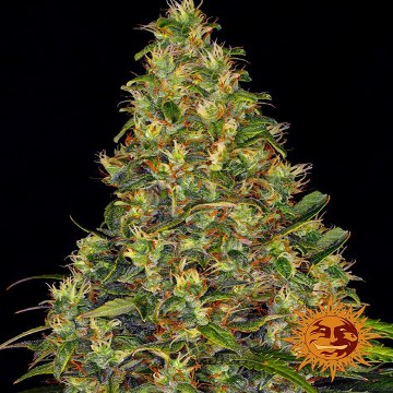 (Bild für) Amnesia Haze [Auto] - zum Schließen ins Bild klicken