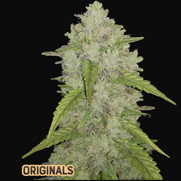 (Bild für) Amnesia Haze Auto fem - zum Schließen ins Bild klicken