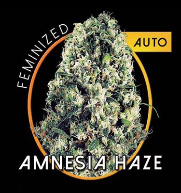Amnesia Haze Auto fem