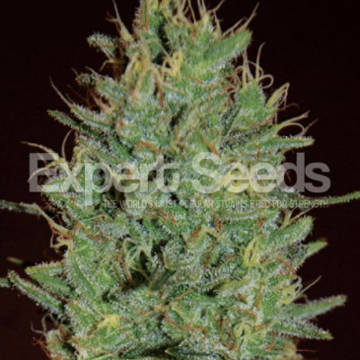 (Bild für) Amnesia Haze feminized - zum Schließen ins Bild klicken