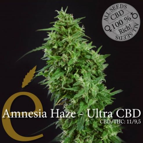 (Bild für) Amnesia Haze Ultra CBD female - zum Schließen ins Bild klicken