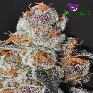 (Bild für) Anesia Scout Cookies - zum Schließen ins Bild klicken