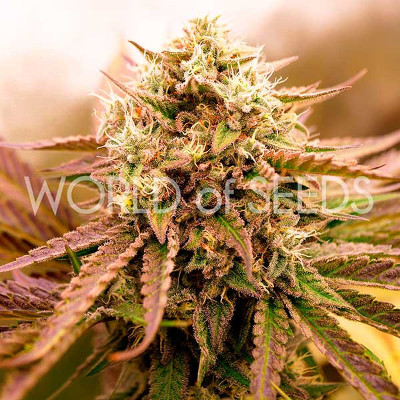 (Bild für) Appalachian Kush Early - zum Schließen ins Bild klicken