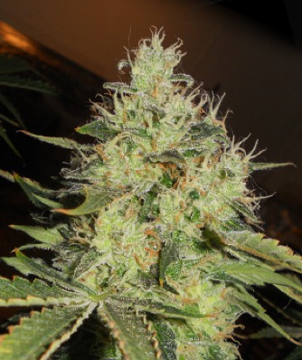 (Bild für) Lemon Mango OG - zum Schließen ins Bild klicken