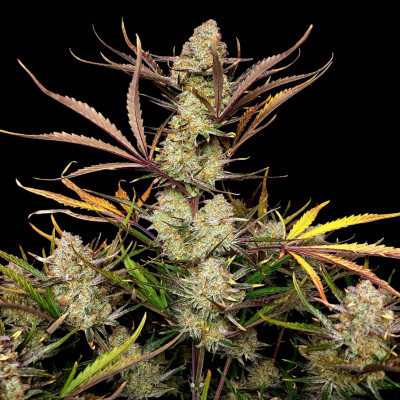 (image for) Apple Strudel Auto fem - Click Image to Close