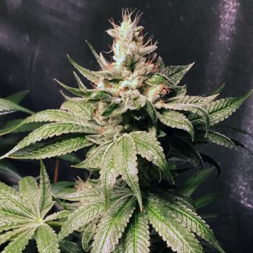 (Bild für) Atomic Sour 7 fem - zum Schließen ins Bild klicken