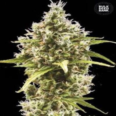 (Bild für) Auto Amnesia Haze female - zum Schließen ins Bild klicken