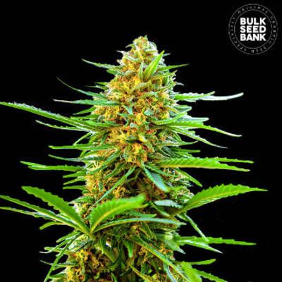 (Bild für) Auto Banana Monkey female - zum Schließen ins Bild klicken