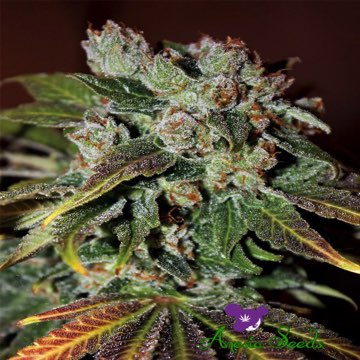 (Bild für) Blueberry Banana Automatic - zum Schließen ins Bild klicken