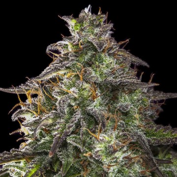 (Bild für) Auto Blueberry Cheesecake - zum Schließen ins Bild klicken