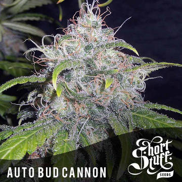 (Bild für) Auto Bud Cannon - zum Schließen ins Bild klicken