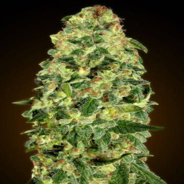 (Bild für) Auto California Kush fem - zum Schließen ins Bild klicken