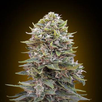 (Bild für) Auto Hashish aka Auto Cheese Berry fem - zum Schließen ins Bild klicken