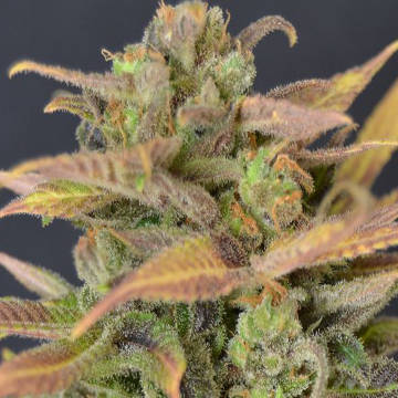 (Bild für) Auto Critical fem - zum Schließen ins Bild klicken