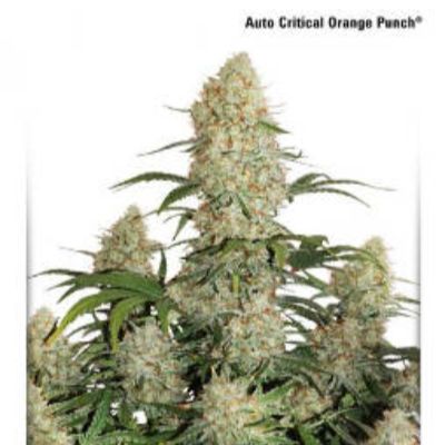 (Bild für) Auto Critical Orange Punch - zum Schließen ins Bild klicken