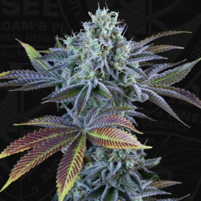 (Bild für) Auto French Cookies - zum Schließen ins Bild klicken