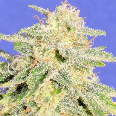 (Bild für) Auto Jack Herer - zum Schließen ins Bild klicken