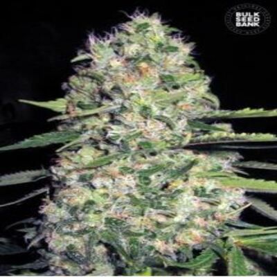 (Bild für) Auto Jack Herer female - zum Schließen ins Bild klicken
