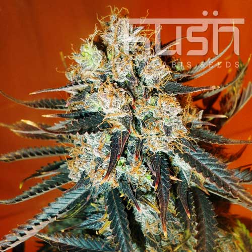 Automatic Kush Automatic Kush