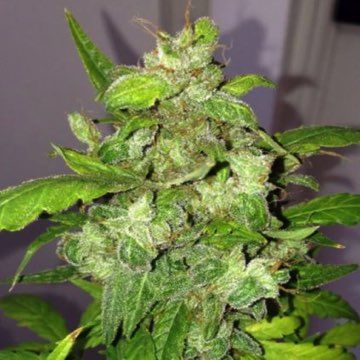 (Bild für) Auto Lemon Bubble 5 fem - zum Schließen ins Bild klicken