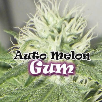 (Bild für) Auto Melon Gum female - zum Schließen ins Bild klicken