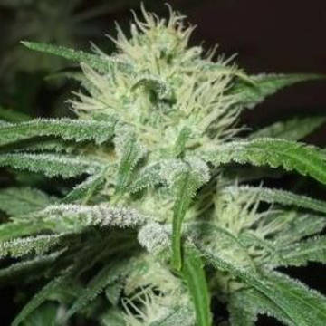 (Bild für) Auto Speed Bud female - zum Schließen ins Bild klicken