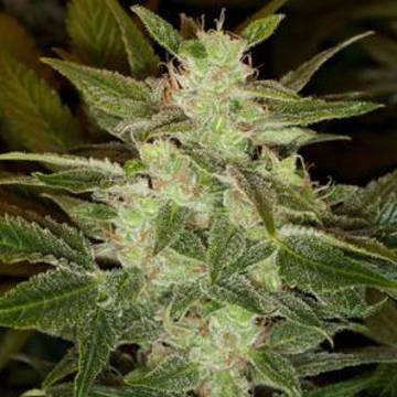 Auto Speed Haze fem Auto Speed Haze fem