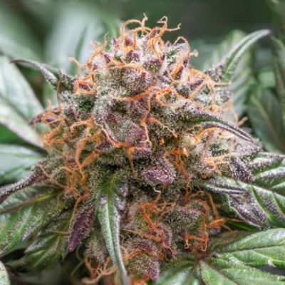 (Bild für) Auto Trichome & Cream - zum Schließen ins Bild klicken