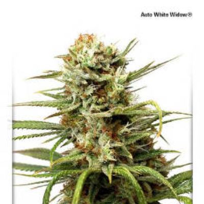 (Bild für) Auto White Widow - zum Schließen ins Bild klicken