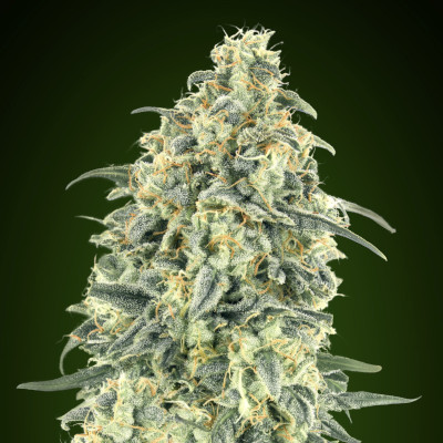 (Bild für) White Widow Auto XXL fem - zum Schließen ins Bild klicken