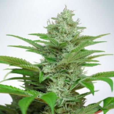 (Bild für) Auto CBD Star fem - zum Schließen ins Bild klicken
