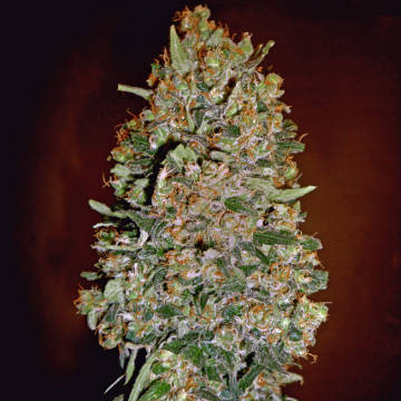 (Bild für) Autoflowering Collection #1 - zum Schließen ins Bild klicken