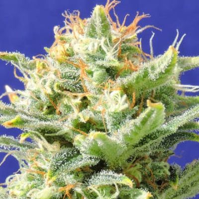 (Bild für) Auto Super Skunk - zum Schließen ins Bild klicken