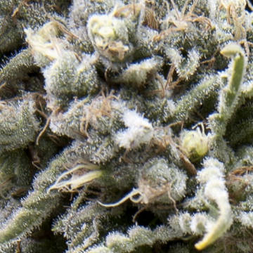 (Bild für) Auto White Widow female - zum Schließen ins Bild klicken