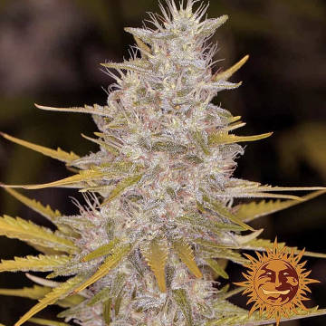 (Bild für) Bad Azz Kush - zum Schließen ins Bild klicken