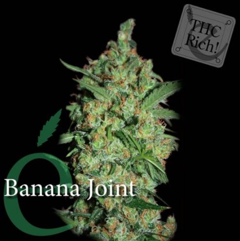 (Bild für) Banana Joint female - zum Schließen ins Bild klicken