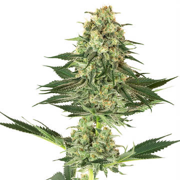 (Bild für) Banana Kush fem - zum Schließen ins Bild klicken