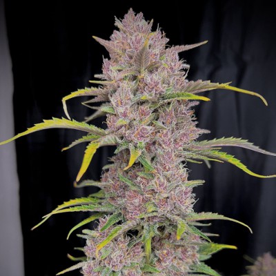 (Bild für) Banana Purple Punch Auto fem - zum Schließen ins Bild klicken
