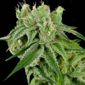 (Bild für) Banana Split - zum Schließen ins Bild klicken