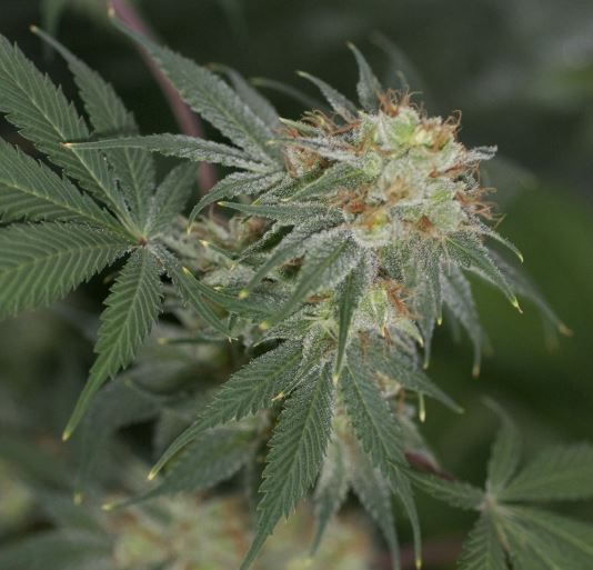 Seedbank comprar Semillas - Cannapot