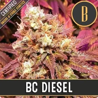 (Bild für) BC Diesel feminized - zum Schließen ins Bild klicken