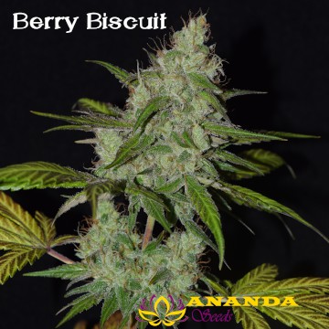 (Bild für) Berry Biscuit - zum Schließen ins Bild klicken