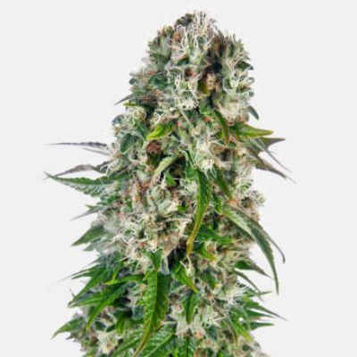 (Bild für) Big Bud Automatic - zum Schließen ins Bild klicken
