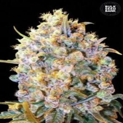 (Bild für) Big Bud aka Bigger Bud female - zum Schließen ins Bild klicken