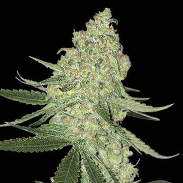 (Bild für) Big Cheese Auto aka Big Stilton Auto fem - zum Schließen ins Bild klicken