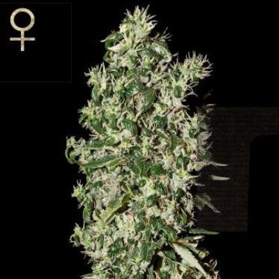 (Bild für) Big Tooth feminized - zum Schließen ins Bild klicken