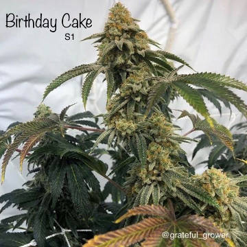 (Bild für) Birthday Cake S1 - zum Schließen ins Bild klicken