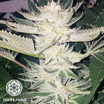 (Bild für) Black Raspberry - zum Schließen ins Bild klicken