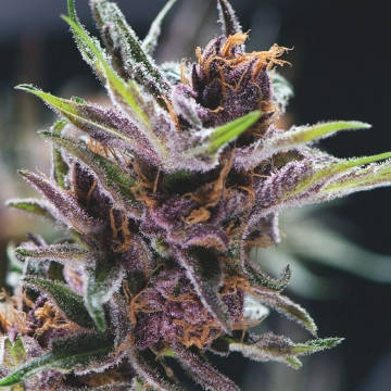 (image for) Black Cherry Punch female