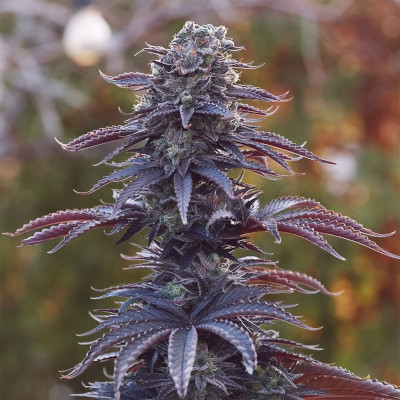 (Bild für) Blood Haze El Squato - zum Schließen ins Bild klicken